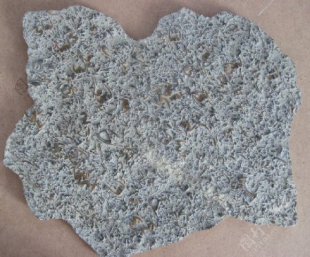 燕子石三叶虫化石照片