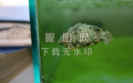 潜水绿龟
