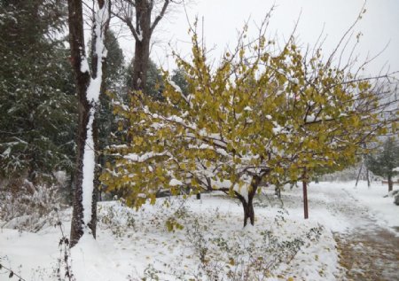 雪天的一株树
