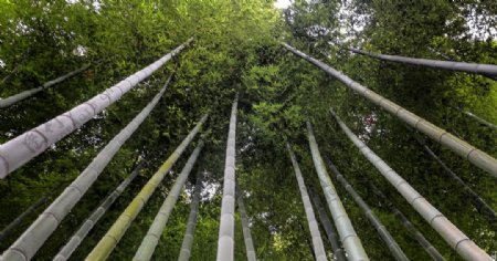 竹林风光摄影