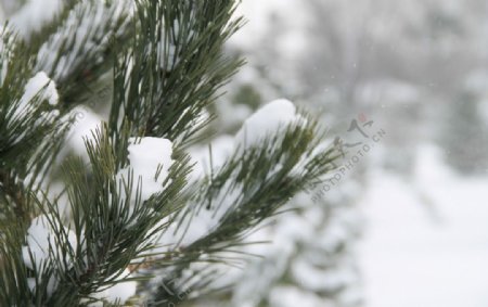 松叶上的雪