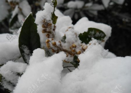 雪后的枇杷花