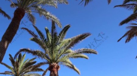 热带椰子树视频素材
