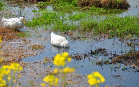 河塘中的白鸭子