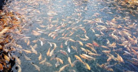 千岛湖赏鱼
