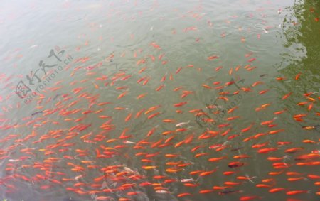 观赏鱼红鲤鱼群