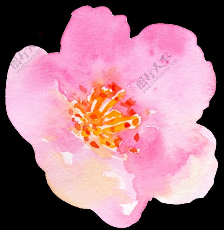 素雅粉色花卉卡通透明素材