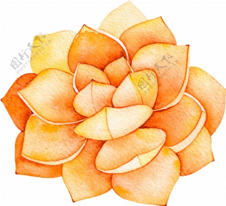 橙色花卉卡通透明素材
