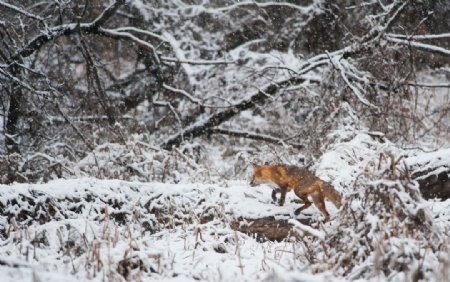 雪地里觅食的野狼