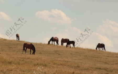 草原上觅食的骏马
