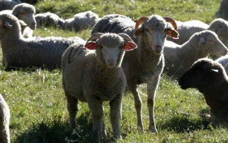 草坪上的羊群
