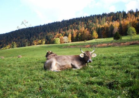 瑞士褐牛