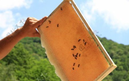 长白山蜂蜜蜂巢蜜蜂