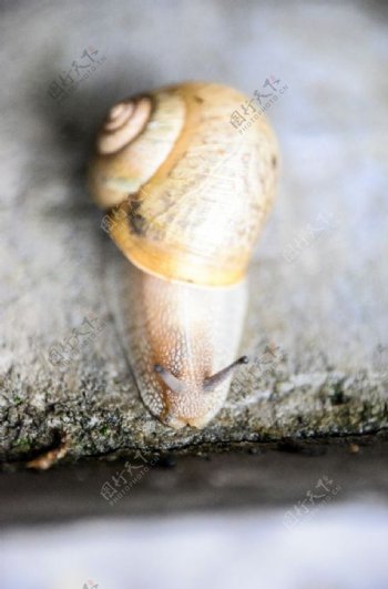 庭院来的蜗牛