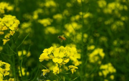 油菜花田的小蜜蜂