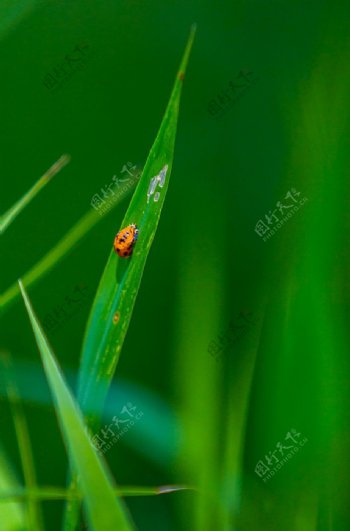 小草上的瓢虫