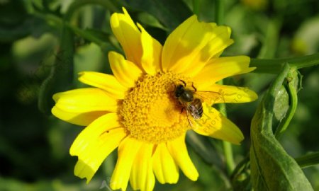 蜜蜂与采花
