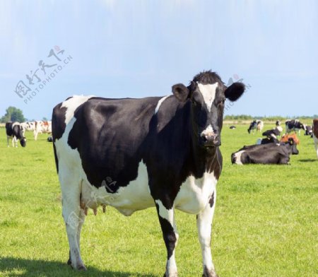 草地的奶牛
