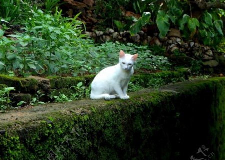 草地上的白猫