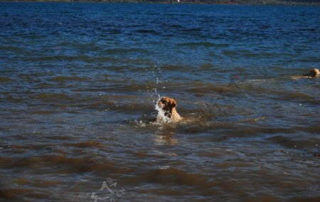 游泳的小狗
