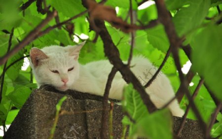 绿色凉棚下的白猫