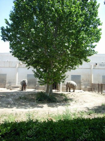 大象与大树