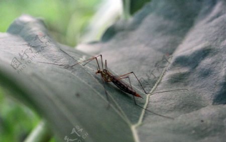 蚊蝇草虫摄影