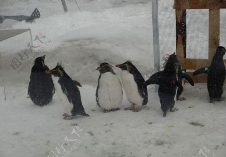 玻璃罩中的企鹅群