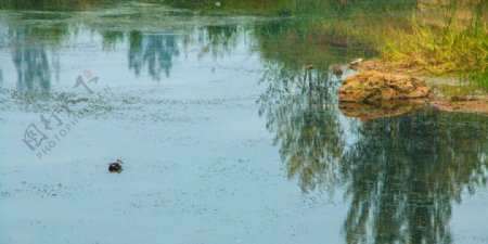 湿地水鸟水鸭