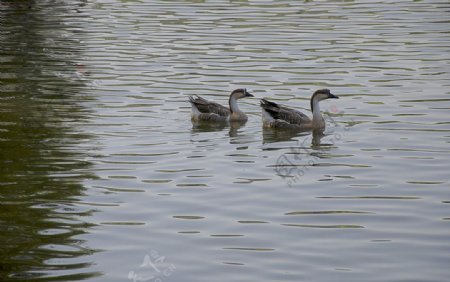 水面上的两只灰色野鹅