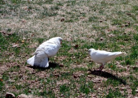 草坪上的白鸽