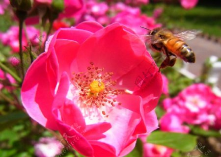 月季花前的蜜蜂