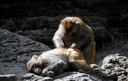 三峡野生猕猴