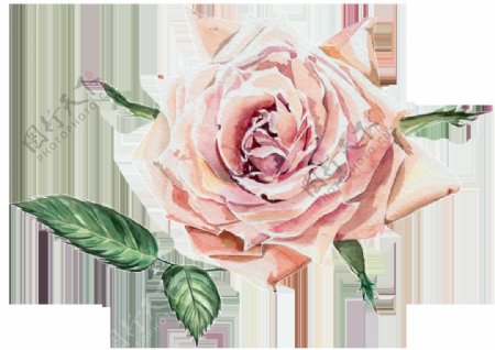 粉色手绘水彩透明花朵素材