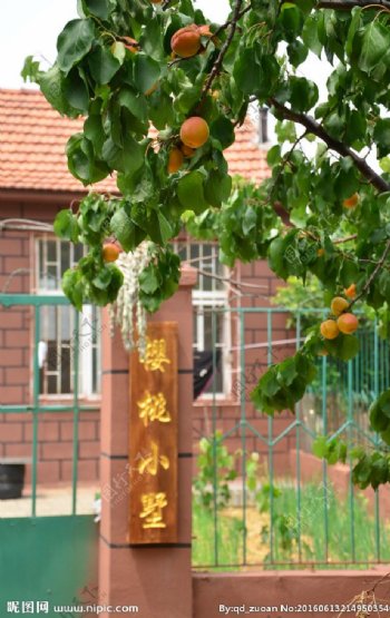 农舍与杏树