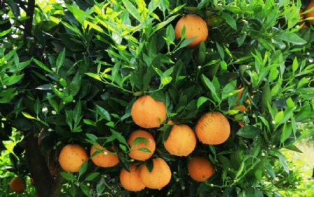 橙子广柑橘子水果