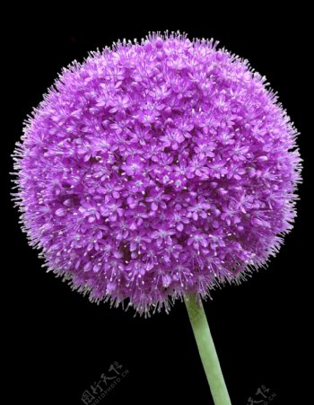 紫色花球png元素素材