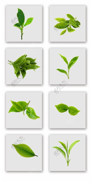 一组清新绿茶叶子实物拍摄元素设计