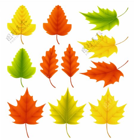 彩色秋天的叶子插画