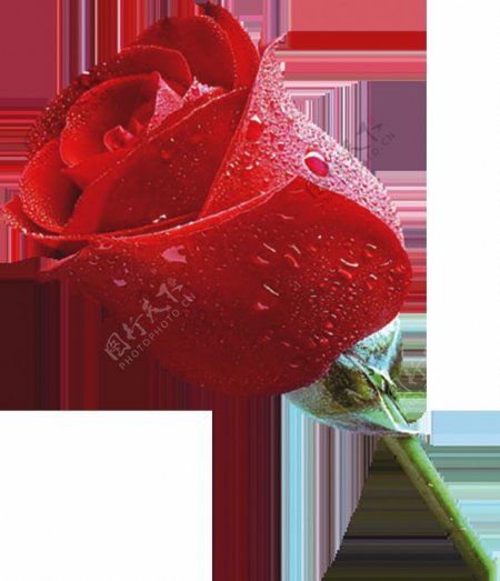 一支玫瑰花水珠素材图片