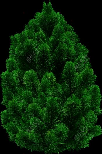 绿色枞树圣诞树免抠png透明图层素材