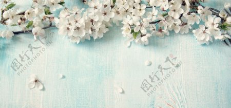 清新白色花朵banner背景素材