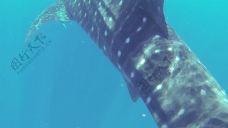 250fps鲸鲨