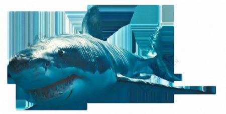 漂亮蓝色鲨鱼免抠png透明素材