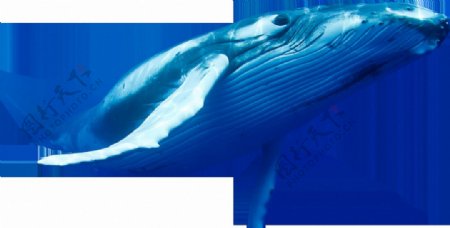 鲜艳蓝色鲸鱼免抠png透明素材
