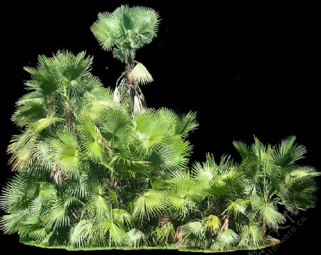 绿色热带植物免抠png透明图层素材