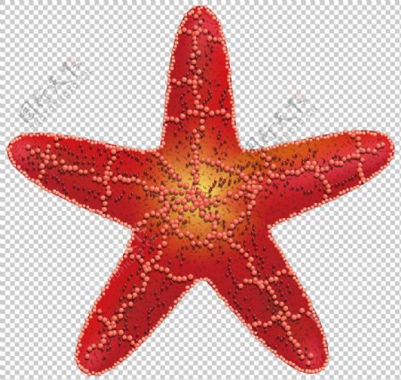 红色五角海星免抠png透明图层素材
