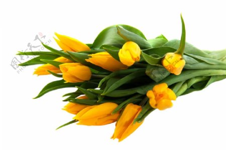 黄色郁金香花朵png元素素材