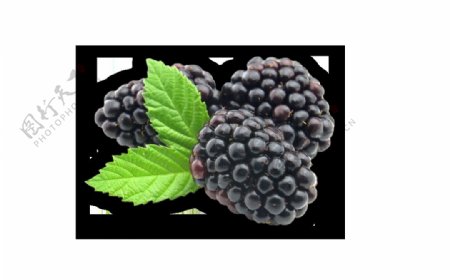 黑莓广告图片免抠png透明图层素材