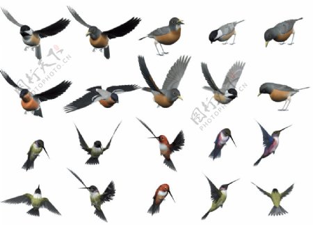 鸟类飞行元素图案
